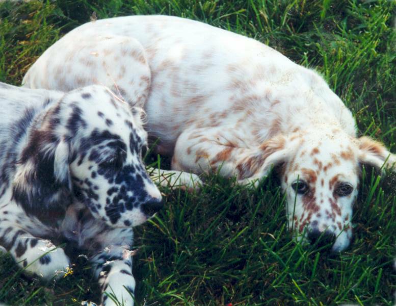 ryman english setter breeders