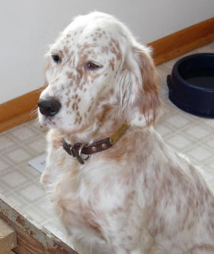 ryman english setter breeders