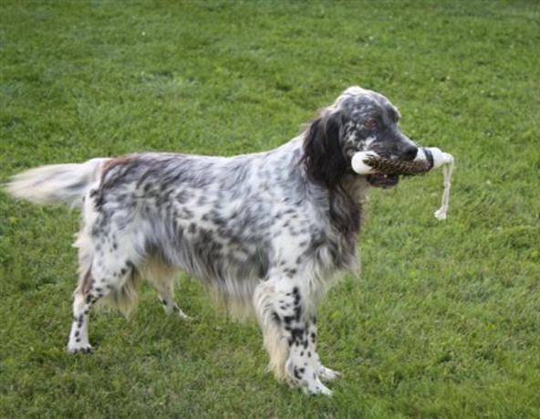 english setter breeders near me