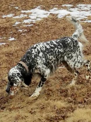 ryman english setter breeders