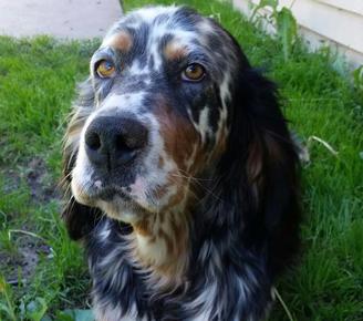 ryman english setter breeders